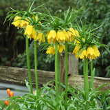 Fritillaria - Blend