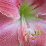 Amaryllis - Candy Floss