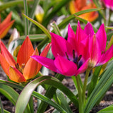 Tulip - Perennial Mix
