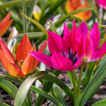 Tulip - Little Beauty
