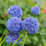 Allium - Azureum - Blue Globe Onion