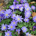Anemone - Blanda - Windflowers - Blue Shades