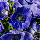 Anemone coronaria - Windflowers - Darkest Blue