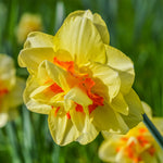 Daffodil - Tahiti