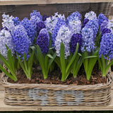 Dwarf Iris, Hyacinth, Muscari, Tulip & Anemone - Blue Spring Flowering Garden - Bulb Collection