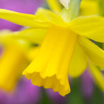 Daffodil - Naturalizing Dream Mix