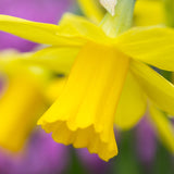 Daffodil - Naturalizing Dream Mix