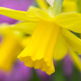 Daffodil & Anemone blanda - Welcome Container Garden
