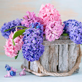 Hyacinth - Blue - Kit - with Clear Artisan Glass