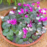 Cyclamen - Coum