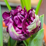 Tulip - Wow