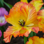Color Your Garden Yellow - Collection