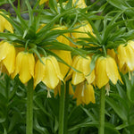 Deer, Rodent and Squirrel Resistant Yellow Garden