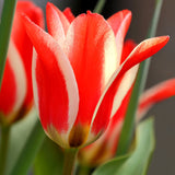 Tulip - Plaisir