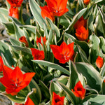 Color Your Garden Red - Tulip, Ranunculus & Lycoris - Collection