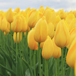 Tulip - Illuminating - 2021 Color Of The Year