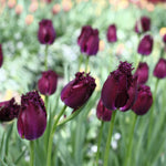 Tulip - Havana Nights Blend