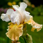 Bearded Iris - Champagne Elegance