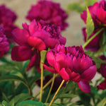 Peony - Karl Rosenfield