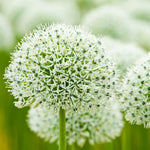 Allium Blend