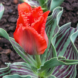 Tulip - Royal Horticultural Society's Award of Garden Merit Collection