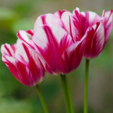 Tulip - Rouge Candy Blend