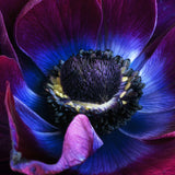 Anemone coronaria - Windflowers - Meron Bordeaux