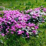 Cyclamen - Coum