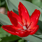 Tulip - Praestans Unicum - Multi-Flowering