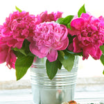 Peony - Karl Rosenfield