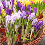 Crocus - Saffron Crocus