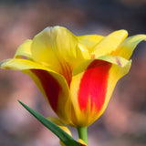 Tulip, Daffodil & Muscari - Cottage Garden Collection