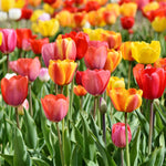Tulip - Triumph Mix