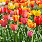 Tulip - Triumph Mix