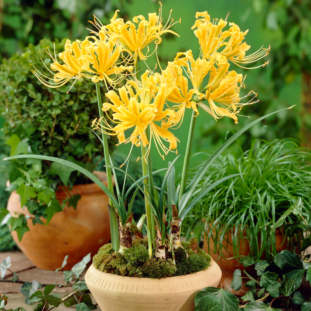 golden spider lily plant Lycoris