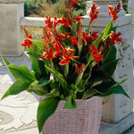 Canna - Lucifer - Patio Kit - with Decorative Rattan Planter, Planting Medium & Root