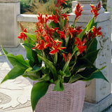 Canna - Lucifer - Patio Kit - with Decorative Rattan Planter, Planting Medium & Root