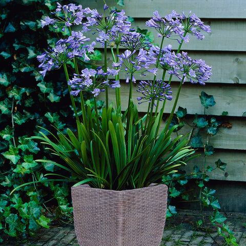 Agapanthus - Patio Kit - with Decorative Rattan Planter, Planting Medium & Root