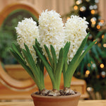 Hyacinth - Carnegie - Prepared - for Indoor Forcing