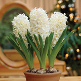 Hyacinth - Carnegie - Prepared - for Indoor Forcing
