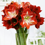 Amaryllis - Minerva - Kit - with Artisan Decorative Planter