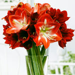 Amaryllis - Minerva - Boxed Gift Kit