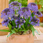 Scilla - Peruviana