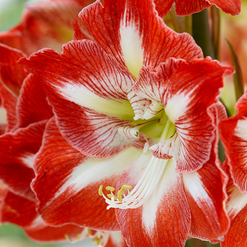 Amaryllis - Minerva - Kit - with Ceramic Red Snowflake Planter