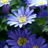 Anemone  - Blanda - Windflowers - Mix