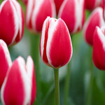 Tulip - Candy Striper Blend