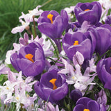 Narcissus, Crocus, Muscari, Scilla & Chionodoxa - Spring Time Favorites - Cottage Garden - Bulb Collection
