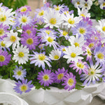 Anemone  - Blanda - Windflowers - Mix