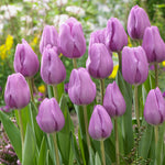 Tulip - Non-Stop Purple Blend