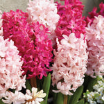 Hyacinth - Jan Bos - Prepared - for Indoor Forcing